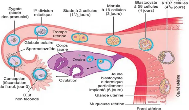 Figure 2: Différentes phases de développement du zygote, de la fécondation à  l'implantation(HENRI Alexandre , JEAN Milaire., 2017) 