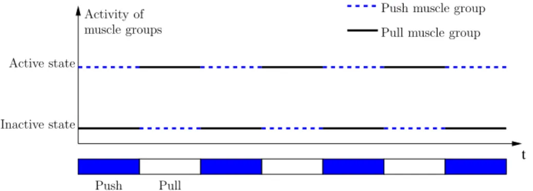 Figure 1: Representation of the group muscles activity during push/pull operations