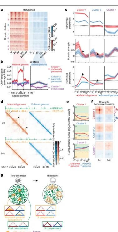 Fig. 2 | Early domains are associated with Polycomb and form local 