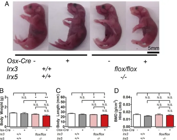 Fig. 2. Irx3 ﬂox/ﬂox /Irx5 −/− /Osx-Cre + mice have reduced skull mineralization. Representative skull microCT imaging of newborn Irx3 ﬂox/ﬂox /Irx5 −/− /Osx-Cre + and control littermate skulls.