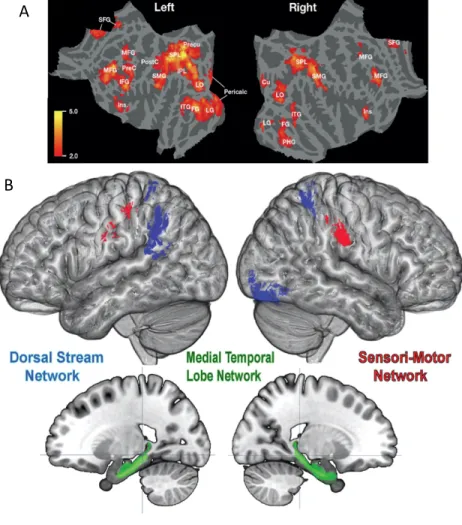 Figure 9. –   Régions cérébrales impliquées dans la navigation chez les aveugles 