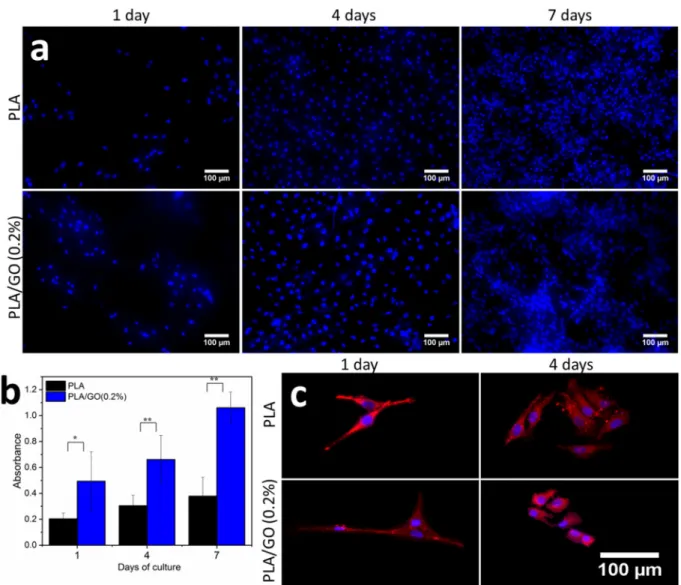 Fig. 7. MG-63 cell proliferation and attachment on PLA and PLA/GO nanocomposite scaﬀolds