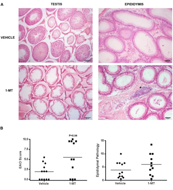 Figure 8.  IDO blockade in vivo: administration of 1-Methyl-Tryptophan (1-MT). (A) Representative 