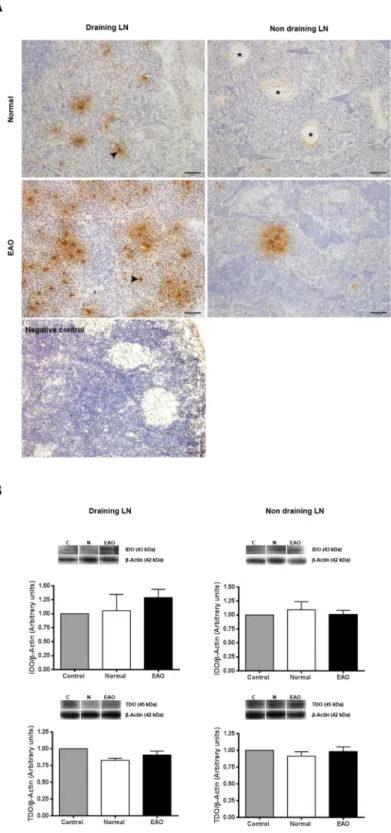 Figure 9.  Evaluation of IDO1 and TDO in lymph nodes (LN). (A) Photomicrographs of testicular draining  and non draining LN cryostat sections immunostained with specific IDO antibody