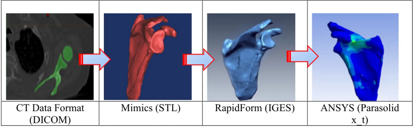 Fig. 1 Illustration of the 3D reconstruction procedure of the bone structure (case of the scapula) 