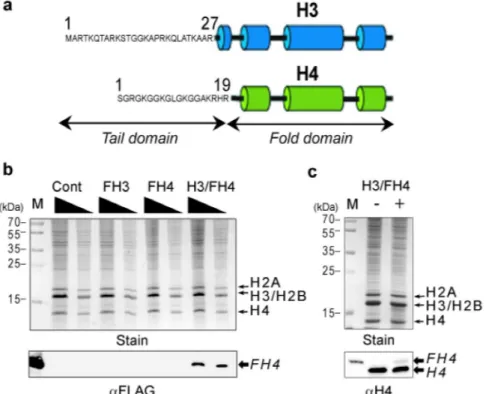 Figure 1.  Folded histone complex of H3 and H4 is required for nuclear import in the S-phase