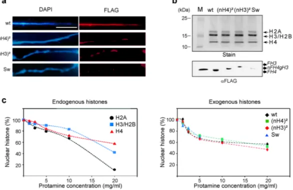 Figure 4.  Chromatin assembly in the S-phase occurs regardless of histone tail positioning