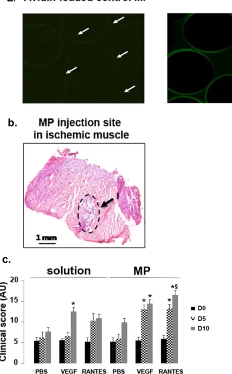 Figure 1.  Improvement of clinical score after RANTES-loaded microparticle injection. (a) Representative  confocal microscopy image of pullulan/dextran-based microparticles (MP) incubated with avidin-FITC  alone (Avidin-loaded control MP) or with 10 nM bio