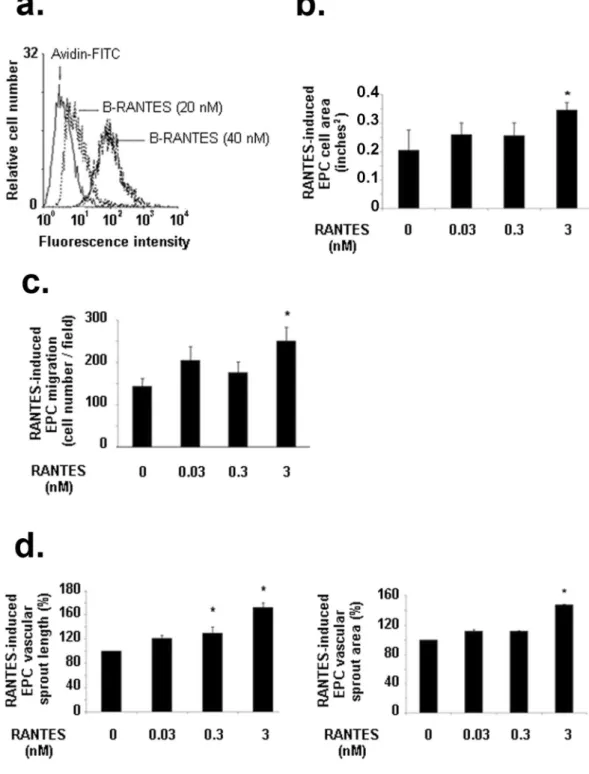 Figure 4.  Biological effects induced by RANTES on EPC. (a) RANTES binds to EPC in a dose-dependent  manner