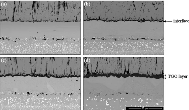 Fig. 14. SEM observations showing the increased thickness and roughening of the TGO layer due to thermal aging: reference unaged sample (a) and thermally aged samples at 1050 ◦ C (b), 1100 ◦ C (c), and 1150 ◦ C (d).