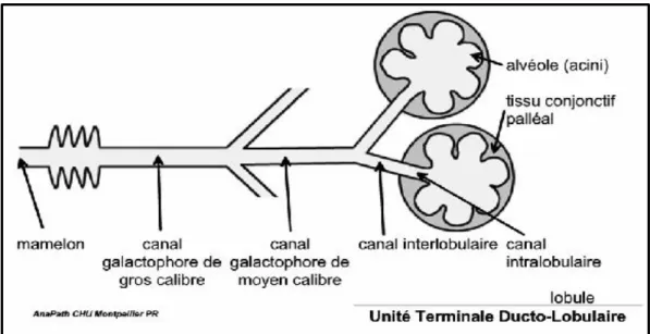 Figure I.03. Présentation schématique de l’unité fonctionnelle de la glande mammaire  (FRANCHET, 2016) 