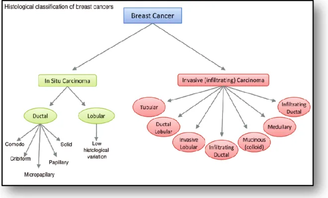 Figure I.09. Schémas présentatif de principaux sous types histologique du cancer du sein  (GAUTAM et al ., 2010) 
