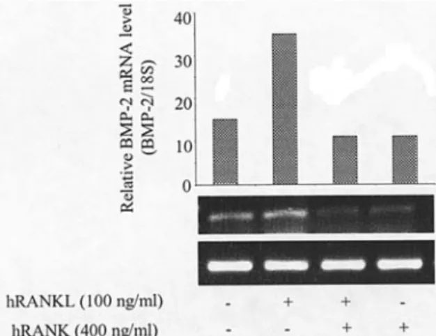 Figure 7. RANKL-induced BMP-2 expression in POS-1 cells is inhibited by soluble RANK. At 70-80% confluence, pOS-1 cells were treated for 6 h with 100 ng/ml hRANKL that was first pre-incubated for 1 h with 400 ng/ml human soluble RANK (2-fold molar excess)