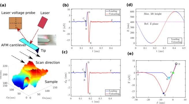 Figure 1: PeakForce QNM AFM mode. (a) AFM PeakForce QNM mode: a prescribed displacement loading is repeated in every pixel along the scanning direction; a laser beam reflected by AFM cantilever, is measured by a photo-diode delivering a laser shifting volt