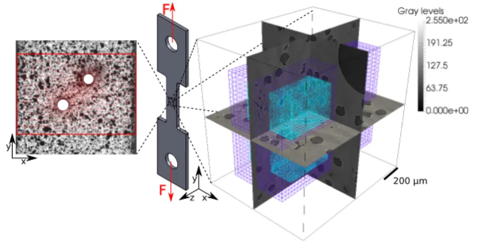 Figure 1: Schematic view of the sample with zoomed region between the holes showing on the right: DVC (blue) and FE (cyan) meshes plotted over the corresponding cast iron  microstruc-ture in isometric view