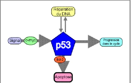 Figure 13 : Rôle du gène P53. (Barrère, J., et al, 2002)  c.  Gènes de réparation de l’ADN 