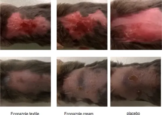 Figure 8: Representative cutaneous pathology pictures before (upper pannel) 523 