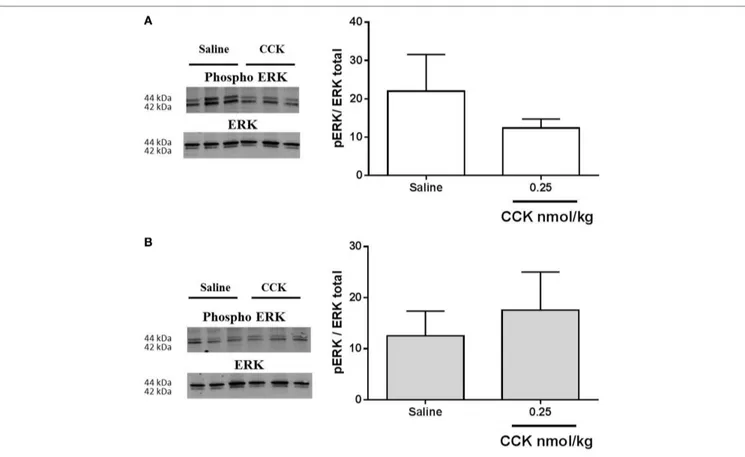 FigUre 7 | Western blot analysis of phosphorylated and total erK1/2 in nodose ganglia of (a) control and (B) low-protein rats (n = 4–5) in response  to i.p