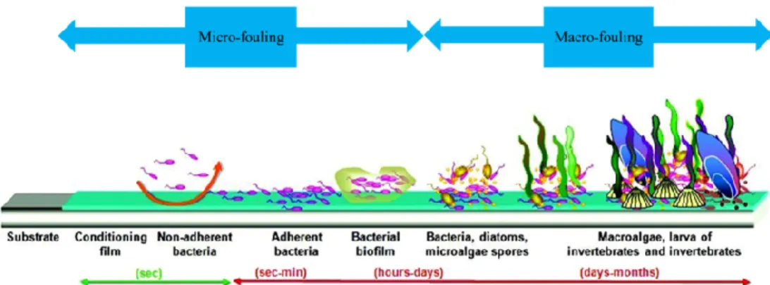 Figure 1. Schematic representation of marine biofouling formation [45]. 