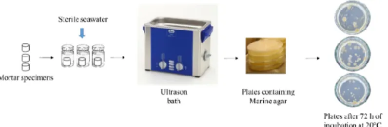 Figure 6. Culture-based method used in the quantification of bacterial biofilm formed on the  surface of mortar specimens