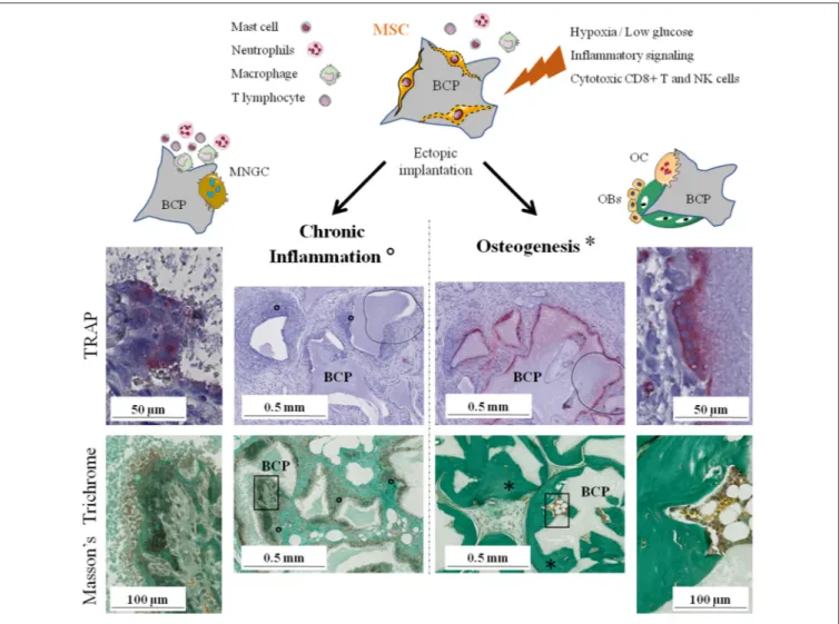 FIGURE 2 | The two possible outcomes of subcutaneous implantation of mesenchymal stem cells on calcium phosphate ceramic in mice