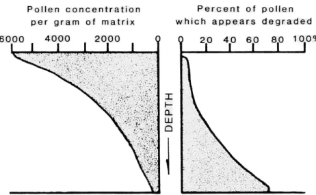 Fig. 1.1 -  Modèle théorique de concentration et de dégradation pollinique d’un profil terricole  (tiré de Kelso 1994, dessiné d'après Dimbleby 1985).