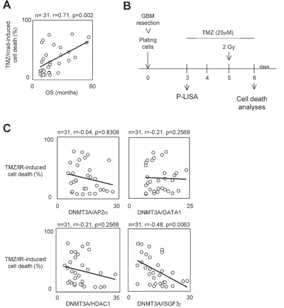 Figure 1. A high level of DNMT3A/ISGF3γ interaction correlates with a poor level of sensitivity to temozolomide/irradiation-induced cell death