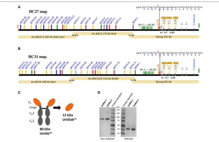 FIGURE 1 | Construction and validation of UniRat transgenic animals. Bacterial artificial chromosomes (BACs) were used for microinjection into fertilized oocytes from triple Ig KO rats, resulting in the creation of two UniRat strains expressing different s