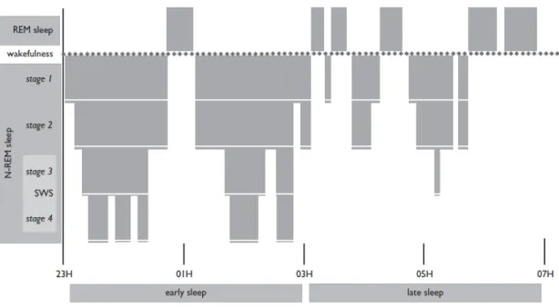 Figure 7 : Sleep architecture – adapted from Peigneux et al. (2001) 