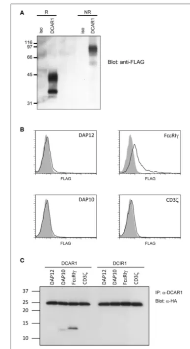 FIGURE 6 | Biochemical analysis of rat DCAR1. (A) Lysates from 293T cells transfected with rat DCAR1-FLAG were immunoprecipitated with mAb WEN41 and subjected to western blot analysis with an anti-FLAG antibody under reducing (R) or non-reducing (NR) condi
