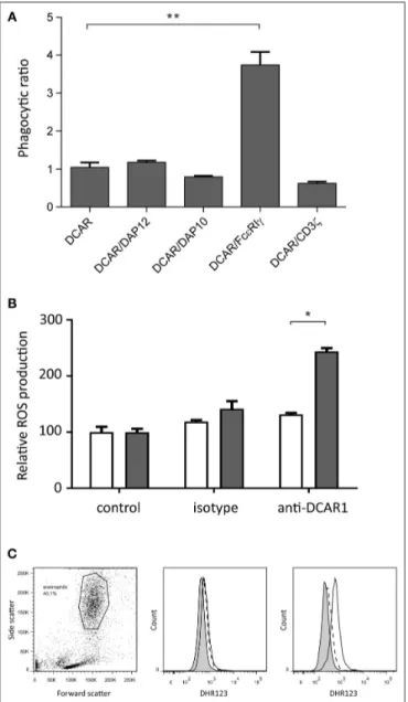 FIGURE 7 | Rat DCAR1 activates effector functions. (A) Efficiency of phagocytosis of WEN41-coated microbeads by 293T cells transfected with DCAR1 alone, or together with the indicated adaptor proteins