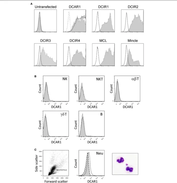FIGURE 1 | Characterization of a novel monoclonal antibody toward rat DCAR1, and flow cytometry analysis of blood and spleen leukocytes