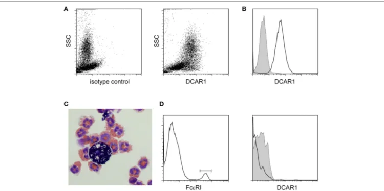 FIGURE 3 | Analysis of peritoneal leukocytes. (A) Identification of a high side-scatter population with high DCAR1 expression