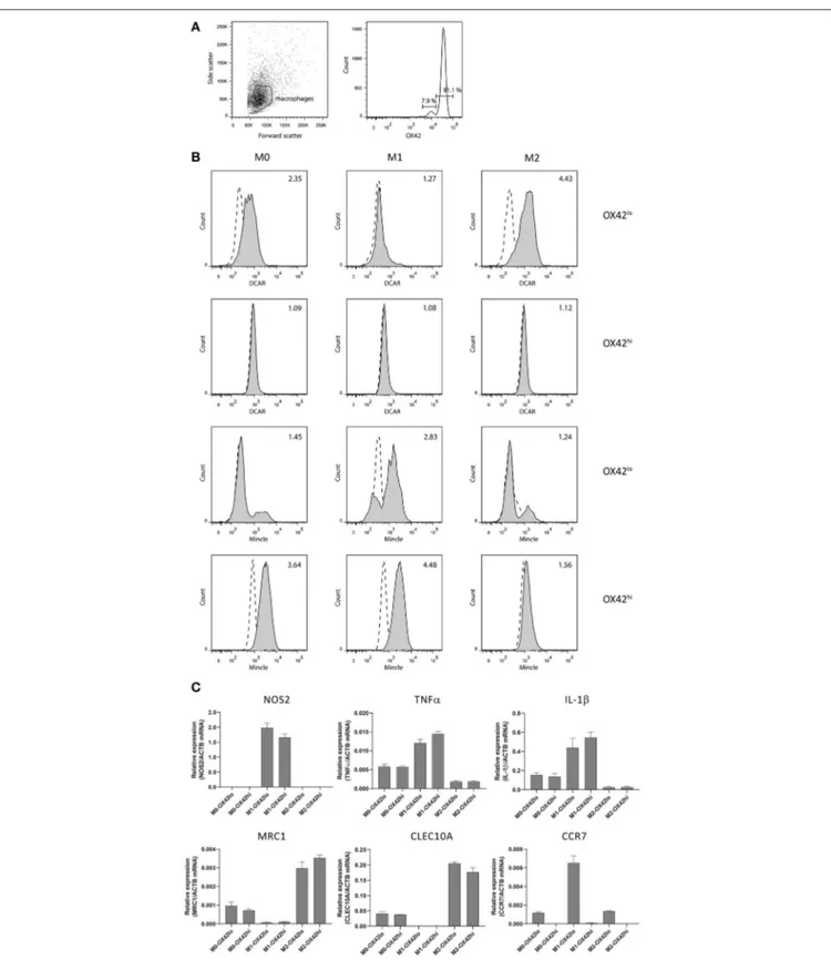 FIGURE 4 | Analysis of polarized peritoneal macrophages. (A) OX42-staining of peritoneal macrophages purified by adhesion and cultured overnight