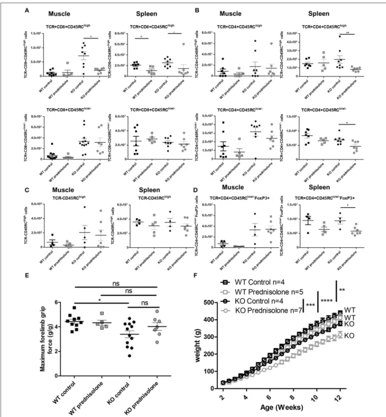 FIGURE 7 | Effect of prednisolone treatment on lymphoid cell populations and forelimb muscle strength