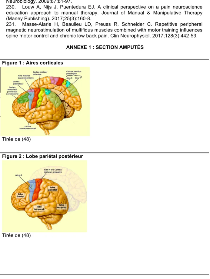 Figure 1 : Aires corticales 