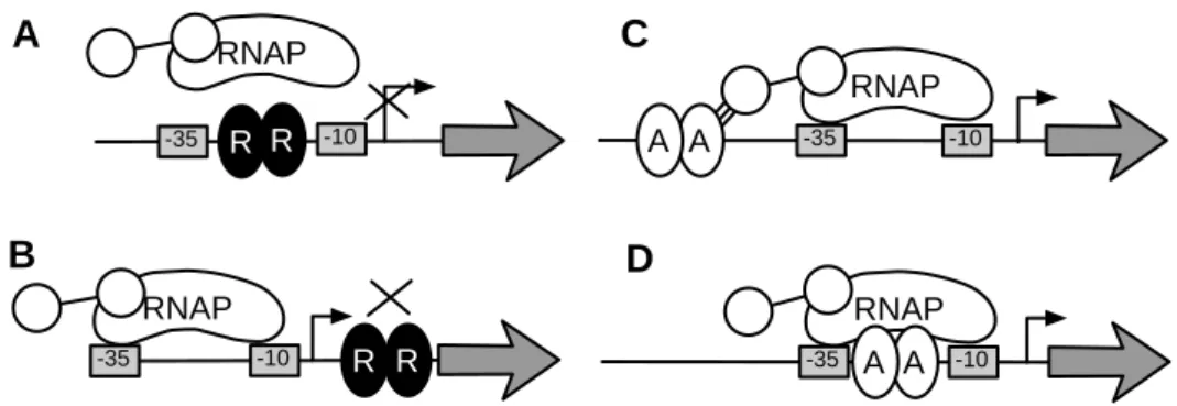 Figure 1.2: Biological model of transcriptional regulation in bacteria. RNA poly- poly-merase (RNAP) binds normally to “–35” and “–10” boxes