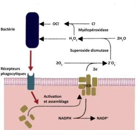 Figure 3. Stress oxydatif des neutrophiles.  Adaptée de &#34;Veterinary immunology :  an introduction (8 th   ed.)&#34;  par Tizard,  I