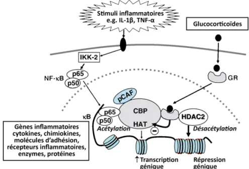 Figure  7.  Suppression de l’activité  des gènes pro-inflammatoires.  Adaptée de 