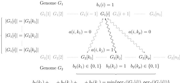 Figure 2: Illustration of the constraints on variable b 1 (i), 1 ≤ i ≤ n 1 . If gene G 1 [i] appears in positions k 1 &lt; k 2 &lt; 
