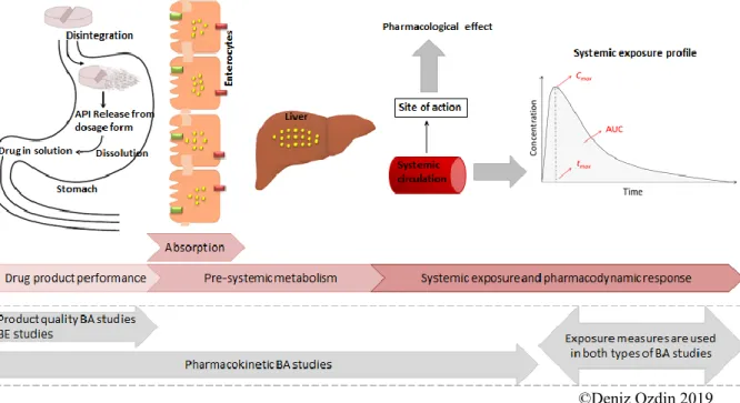 Figure  4.  Applications  of  product  quality  and  pharmacokinetic  bioavailability  studies in the clinical phase of drug development process