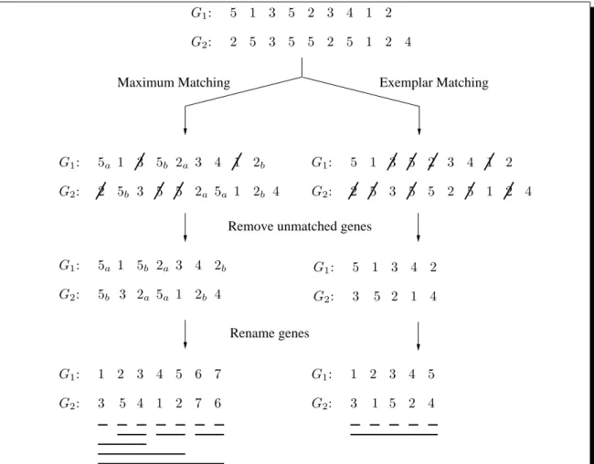 Figure 1: Illustration of the maximum matching and the exemplar matching concepts. Com- Com-mon intervals, in each of the two cases, are shown with bold lines in the bottom part of the figure