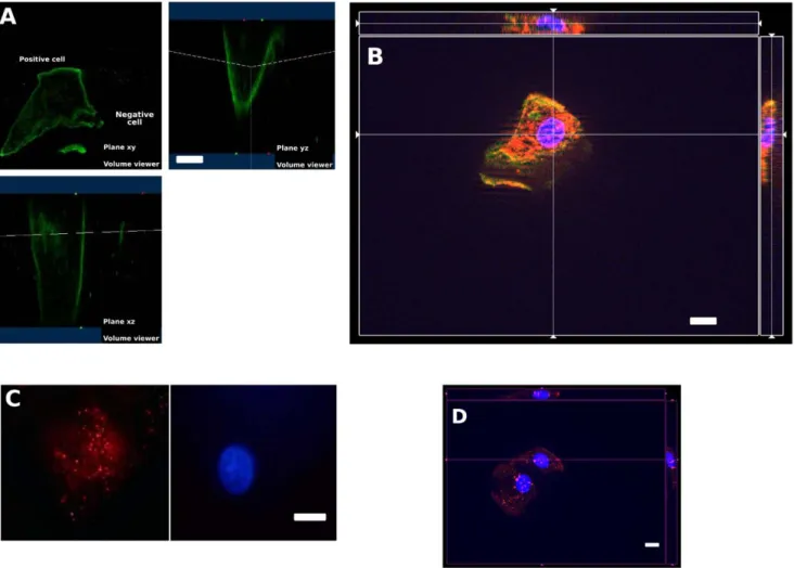 Figure 2. 3D-view of exfoliated epithelial cells of preterm infant showing membrane-bound labeling of H+/K+-ATPases (A, B, in green), and intact nuclei labeled by Hoechst (in blue)