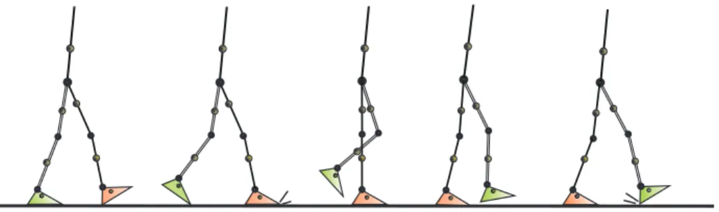 Figure 4: Presentation of the studied walking gait.