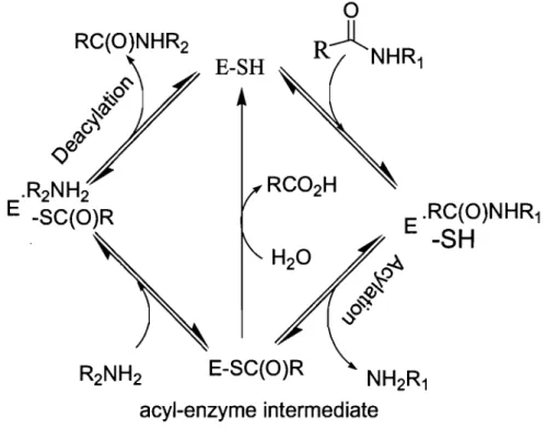 Figure 1.2:  Modified Ping-Pong Mechanism ofTGase 