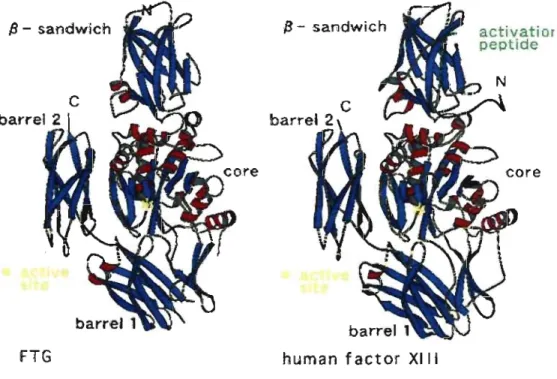 Figure 1.3: Resemblance of the Overall Structure of Factor XIII and Red  Sea Bream TG2