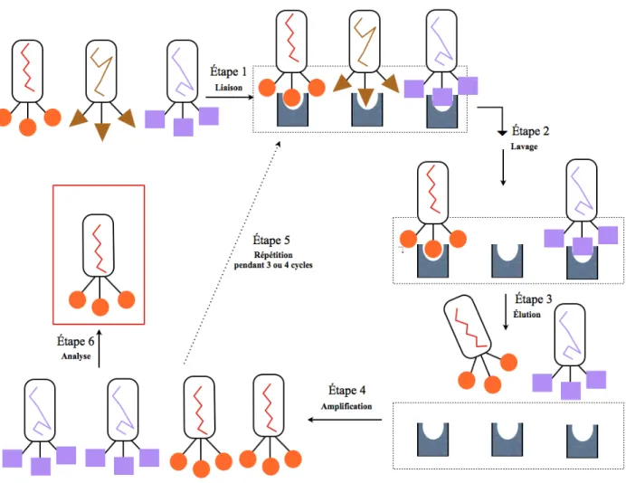 Figure  6.  Principe  général  de  l’identification  d’interaction  protéine–ligand  par  phage  display.