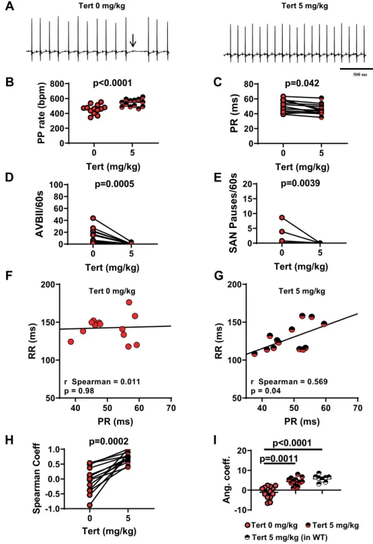 Figure 3.  Tertiapin-Q effect in Ca v 1.3 −/−  SND mice. (A) Representative samples of telemetric ECG recordings  from Ca v 1.3 −/−  mice before (left) and after (right) tertiapin-Q (Tert) injection; arrow indicates AVBII