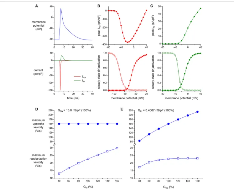 FIGURE 6 | Effect of I Na and I to density on maximum upstroke and repolarization velocity in simulated murine left ventricular myocytes