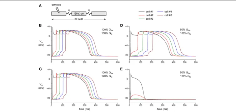 FIGURE 7 | Effect of I Na and I to density on action potential propagation in a simulated strand of human left ventricular myocytes